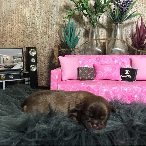 💕 Shorkies & Shih Tzu 💕 - Picture 5 of 14